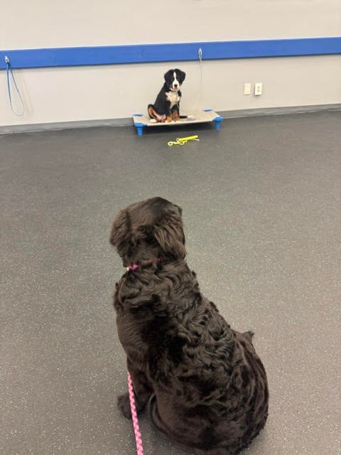 Using other dogs as a distractions to recreate real life scenarios helps pup know how to handle those unpredictable situations. 