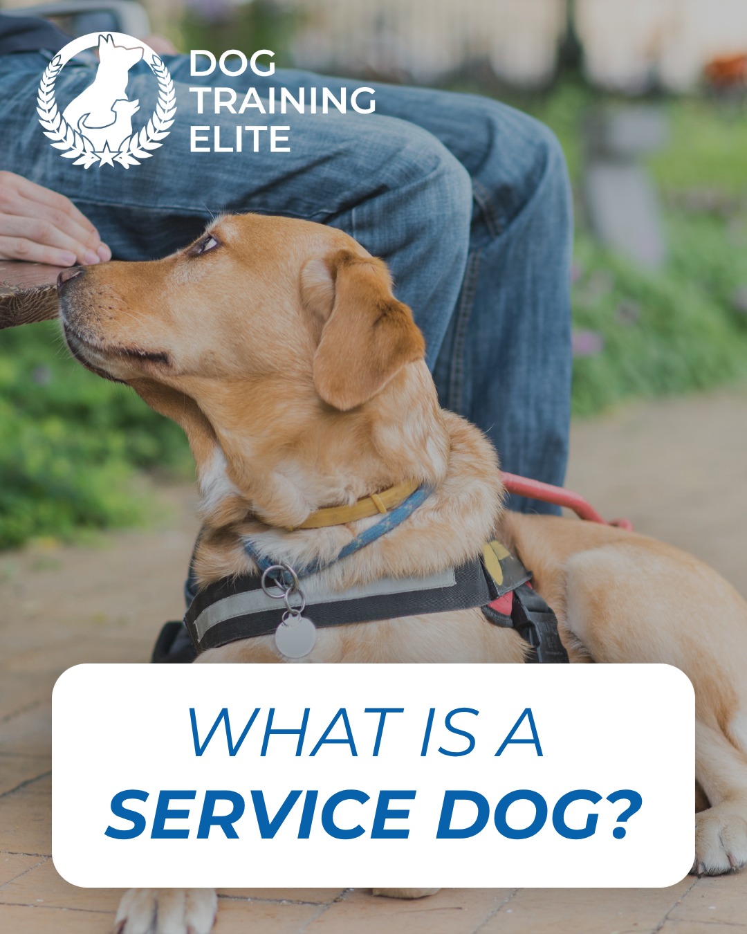 A service dog is a dog that assists their handler/owner with their day to day lives to make their lives easier. They can assist with everything from psychiatric needs, mobility assistance, and even alert prior to medical episodes or assist with medical responses! 