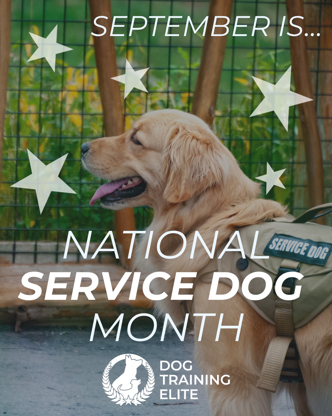 It's National Service Dog Month! We love seeing the amazing things dogs can do for people to ease our day to day things! 