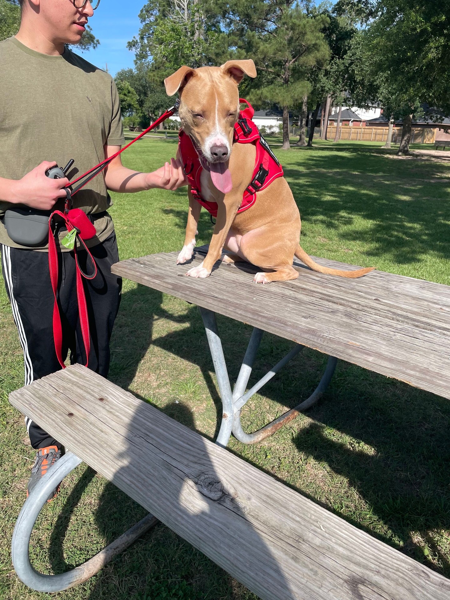 Practice outdoor with all the distractions to make their obedience as reliable as possible! 