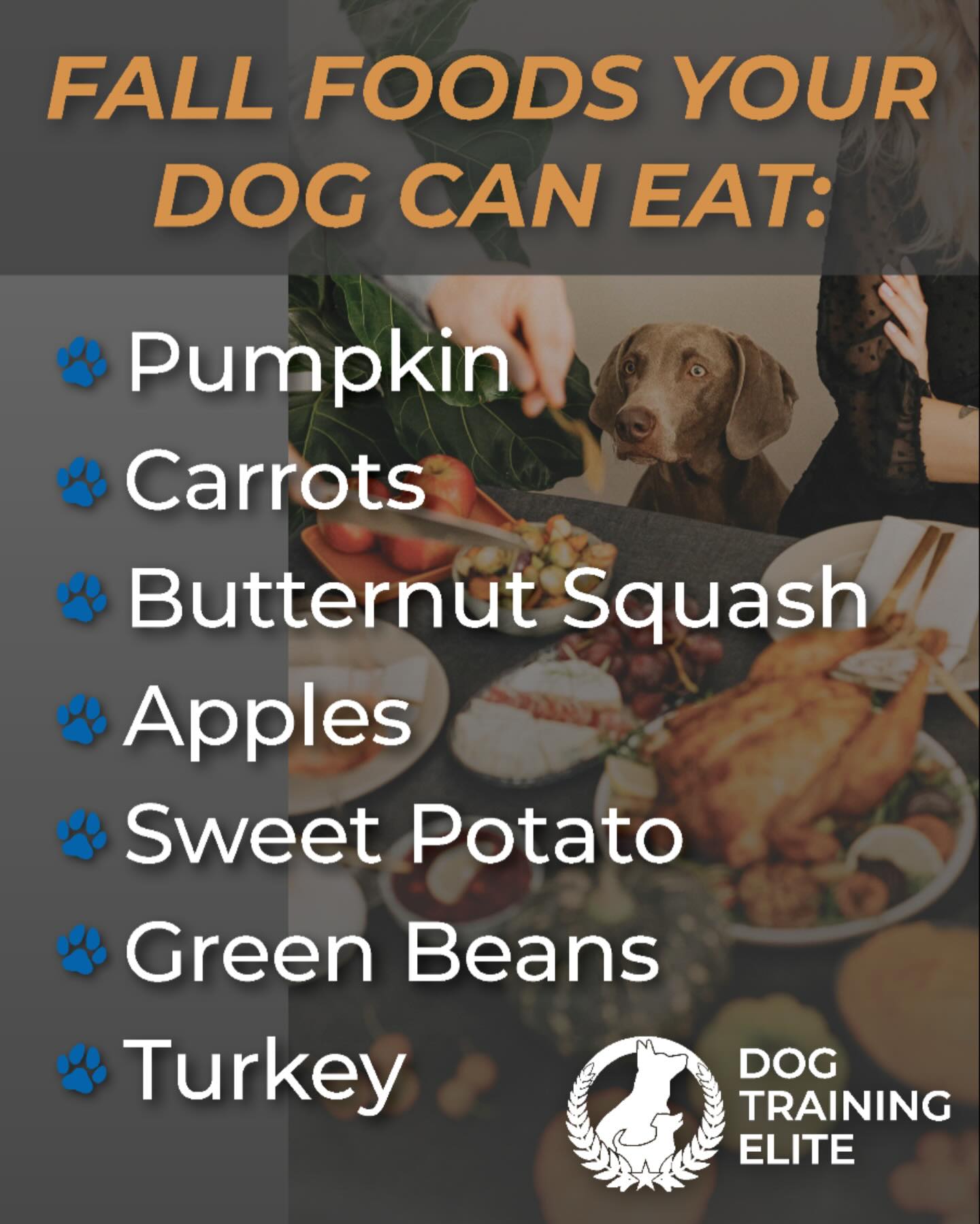 🍂 Fall Foods Your Dog Can Enjoy 🍎🎃

Autumn brings some amazing seasonal treats — and a few of them are great for dogs, too! Here are some safe, dog-friendly fall foods you can share in moderation:

✅ Pumpkin (plain, cooked or canned)
Great for digestion and full of vitamins. Just make sure it’s plain — no pie filling.

✅ Carrots
Crunchy, sweet, and full of beta-carotene.

✅ Butternut Squash
Cooked and plain is the key. Loaded with vitamins and gentle on digestion.

✅ Apples
A crunchy favorite packed with fiber. Remove the seeds and core before serving.

✅ Sweet Potatoes
Cooked and plain only. They’re rich in nutrients and easy on the stomach.

✅ Green Beans
Fresh or cooked, these make a perfect low-calorie snack.

✅ Turkey (plain, unseasoned)
A lean protein dogs love. Avoid the skin, bones, and anything seasoned.

Remember, a few bites are plenty, and new foods should always be introduced gradually. If you’re ever unsure, the AKC is a great resource to double check what’s safe.

https://www.akc.org/expert-advice/nutrition/human-foods-dogs-can-and-cant-eat/

Happy fall snacking with your dog! 🍁🐾

PumpkinForPups
