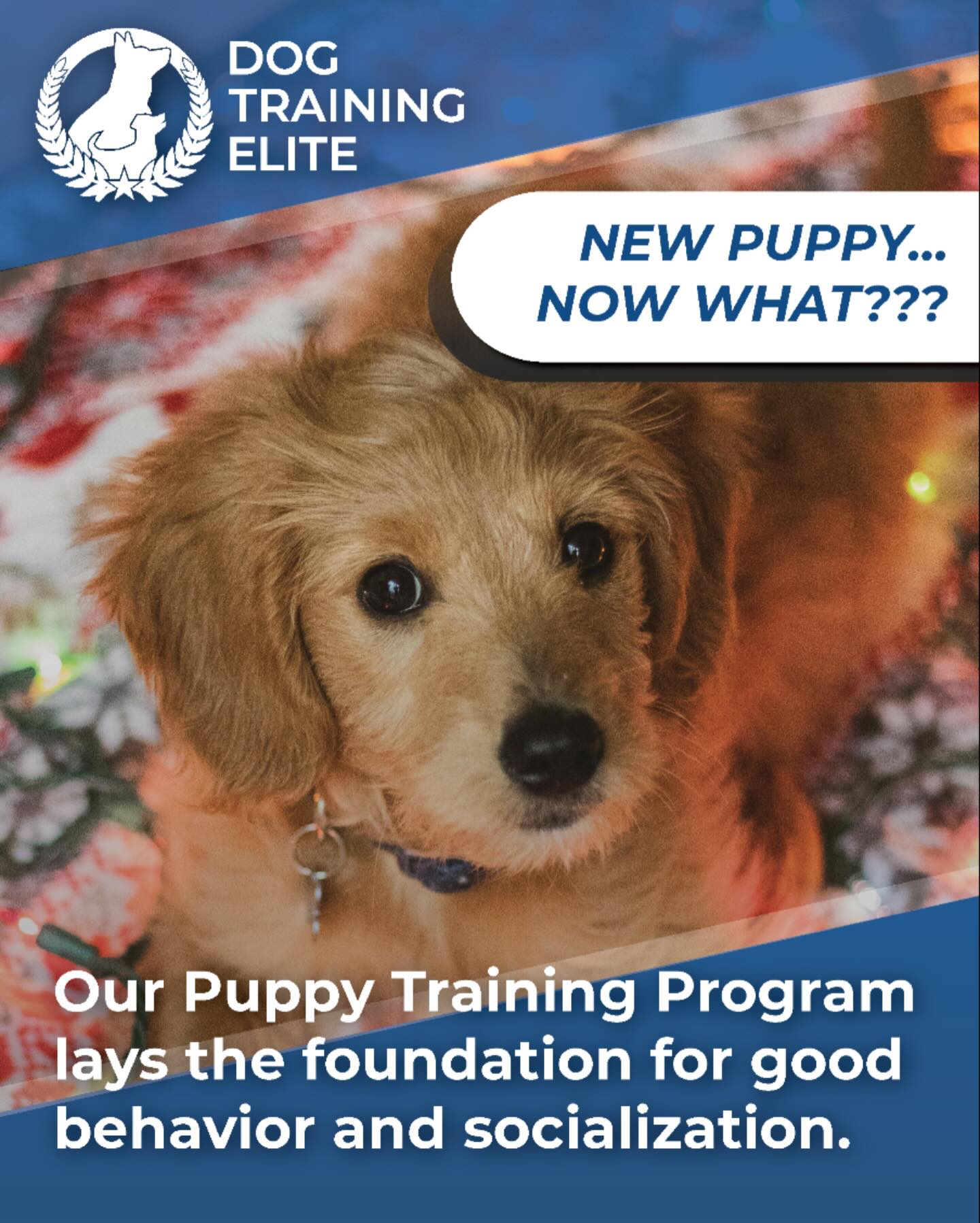 💙🐶 New Puppy at Home? Let’s Set Them Up for Success! 🐾🤍

A new puppy brings so much joy — and plenty of challenges. Those early weeks shape who they’ll become, and we’re here to help you start strong.

At Dog Training Elite West Michigan, we guide families through every stage:

🔹 Puppy foundations — potty training, crate confidence, leash manners, and early obedience
🔹 The challenging teenage phase — teaching impulse control and preventing bad habits
🔹 Lifelong obedience — reliable skills and manners that carry your dog through adulthood

With structure, clear communication, and our balanced training approach, your puppy can grow into a calm, confident, well-mannered dog you’re proud to take anywhere.

📲 Start smart. Train early. Stay consistent. Schedule your FREE assessment today!

👉 Serving Grand Rapids, Muskegon, Holland, and surrounding areas
dogtrainingelite.com/west-michigan