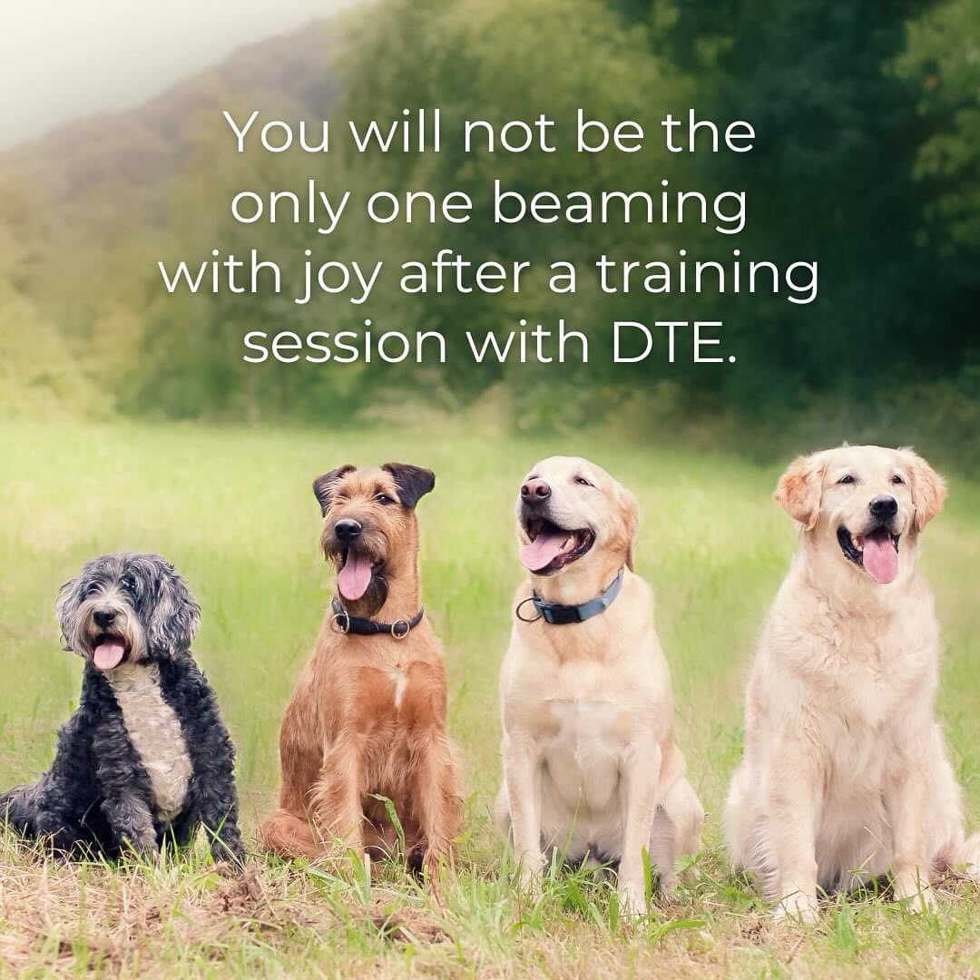 🐕It&rsquo;s no wonder training sessions make happier dogs. Research shows that training a dog involves more than just teaching obedience, it can also subtly alter their thought processes, equipping them with a better ability to problem solve. 🐾

Training helps reduce anxiety, builds confidence, and improves overall well-being. Whether it&rsquo;s basic obedience or advanced skills, we&rsquo;re here to help your dog live its happiest life! ✨

👉 Ready to make your dog happier? Contact us today to get started! 

🔗 https://dogtrainingelite.com/west-michigan
☎️ or Text: 616-600-1393

