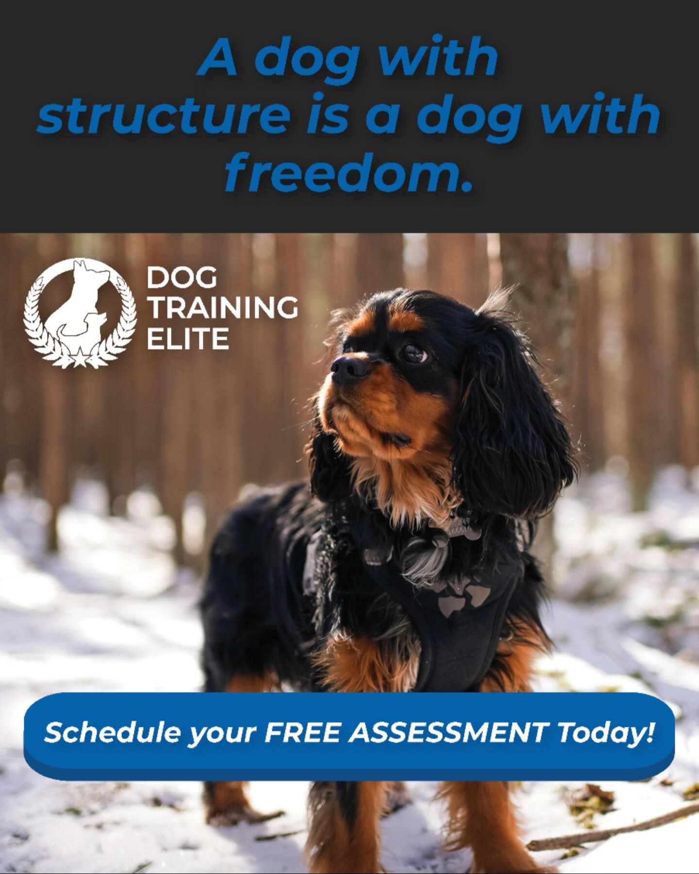 ✨ A dog with structure is a dog with freedom.

When dogs understand what’s expected of them, the world opens up:
🌟 More adventures
🌟 More confidence
🌟 More reliability in any environment

At Dog Training Elite West Michigan, we teach dogs how to succeed in everyday life—so they can enjoy more freedom at home and out in the world.

📍 Serving Grand Rapids, Muskegon, Holland & surrounding areas
🐾 Schedule your FREE assessment today!
👉dogtrainingelite.com/west-michigan

