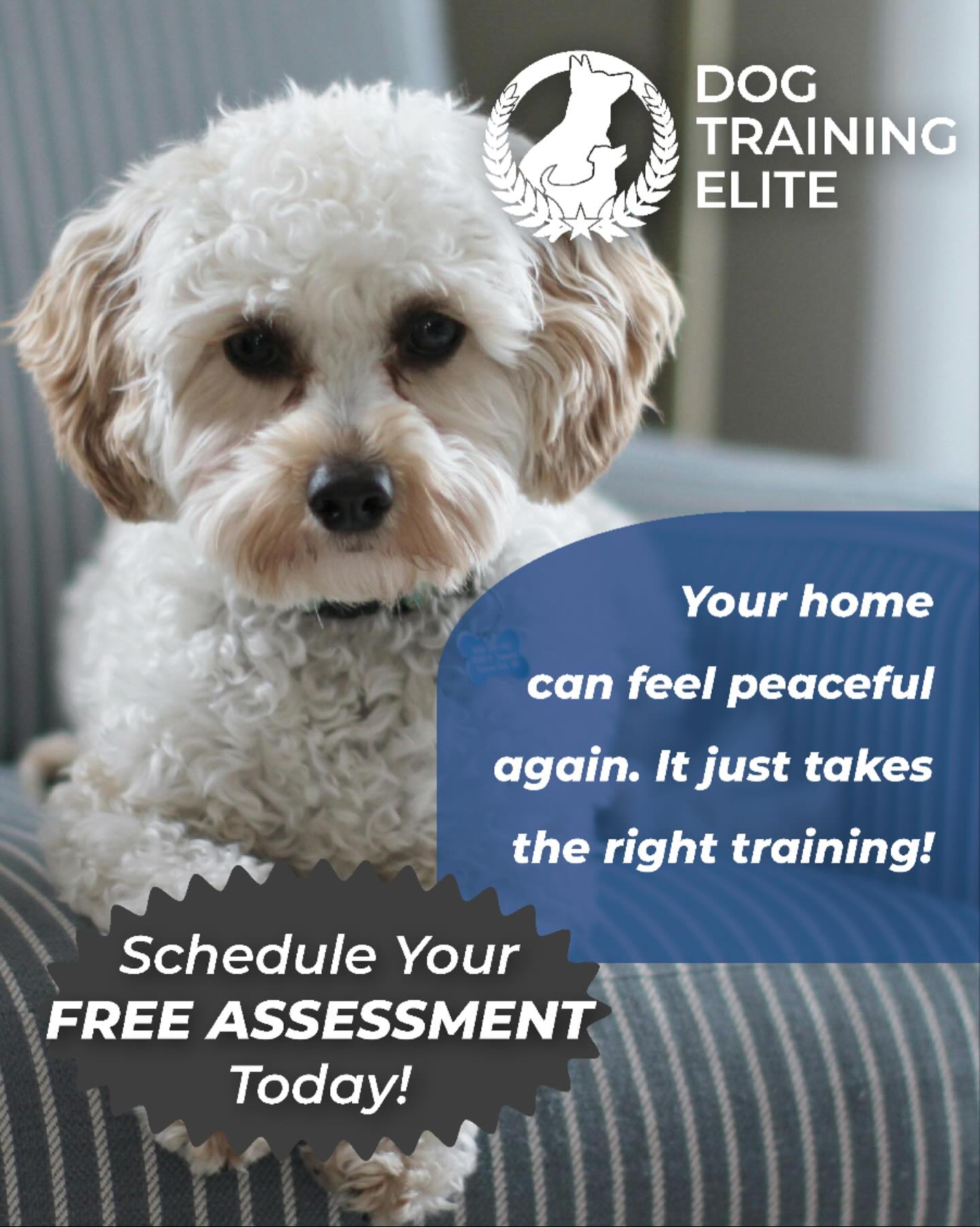 Your home can feel peaceful again — it just takes the right training and the right plan. 🐾✨

From jumping and chaos to calm and responsive, we’ll guide you every step of the way.

Schedule your free assessment today and start transforming life at home.
👉 Serving Grand Rapids, Muskegon, Holland, and surrounding areas
dogtrainingelite.com/west-michigan

