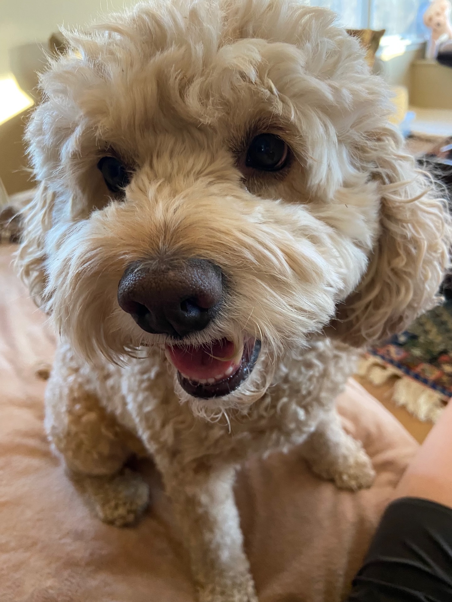The sweetest smile! Hope everyone&rsquo;s having a great week 😄 ft. Dougal

