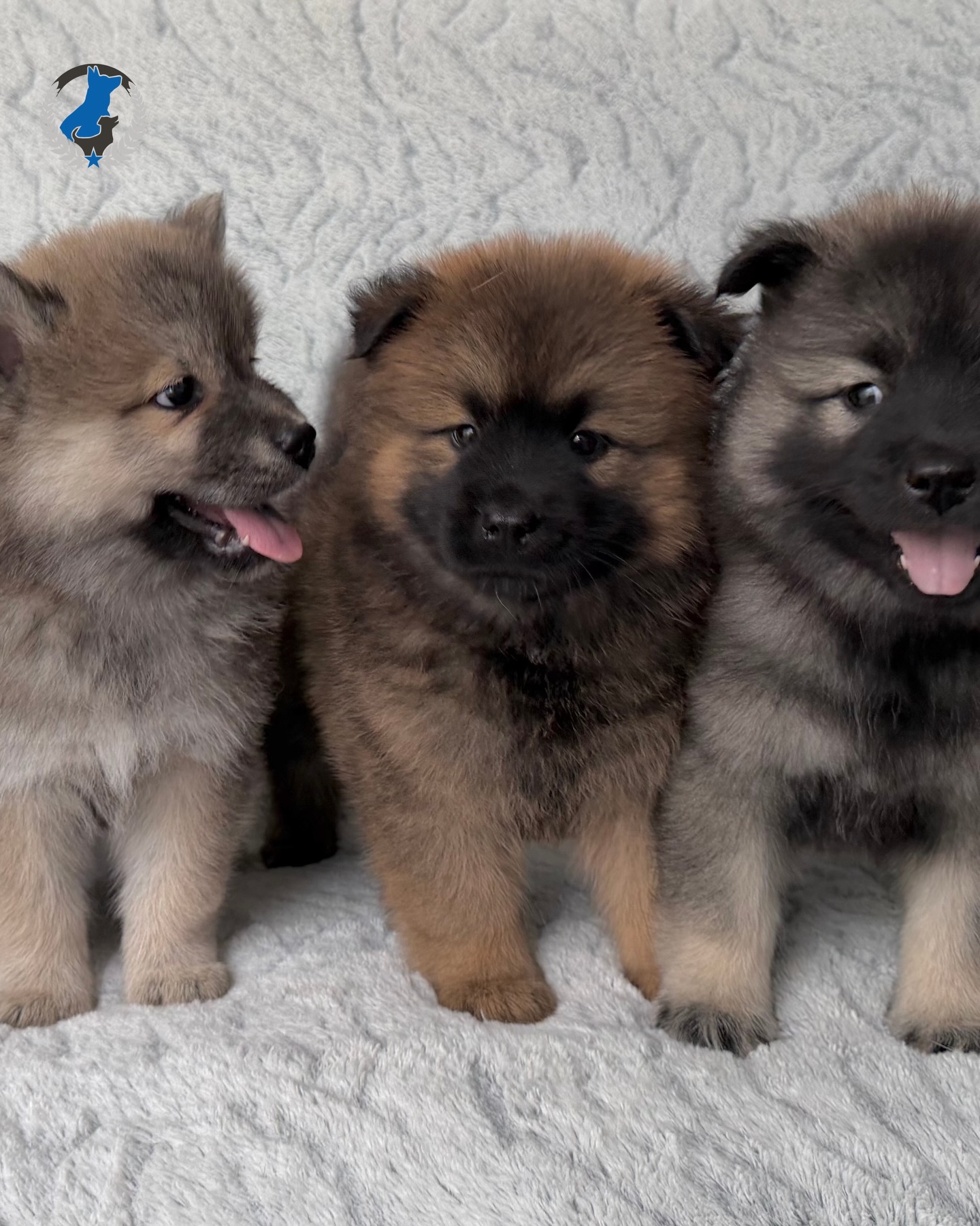 Happy National Puppy Day! 🐶💙 Did you know we offer training programs specifically designed for puppies? Start your pup off on the right paw. 😉 Tap the link in our bio to learn more!

