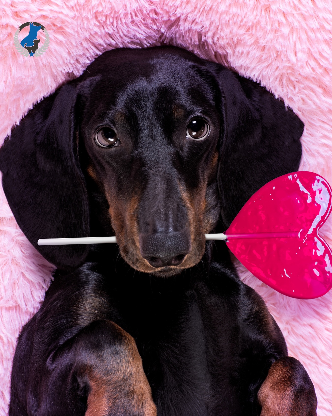 Hope our pack had the sweetest Valentine&rsquo;s weekend! 💕🐶

