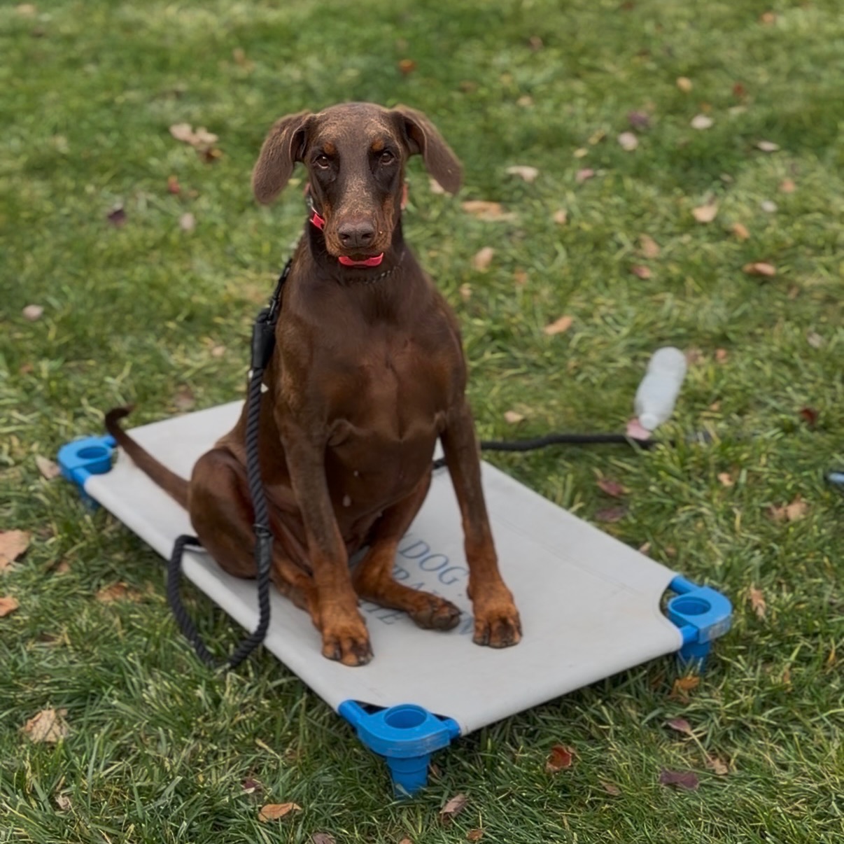 Sitting tall & proud! Love these training moments with our pups 💙

