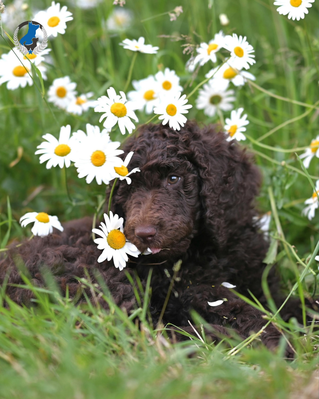 Spring is officially here 🌷🐕 Let even more outdoor training sessions begin! 

