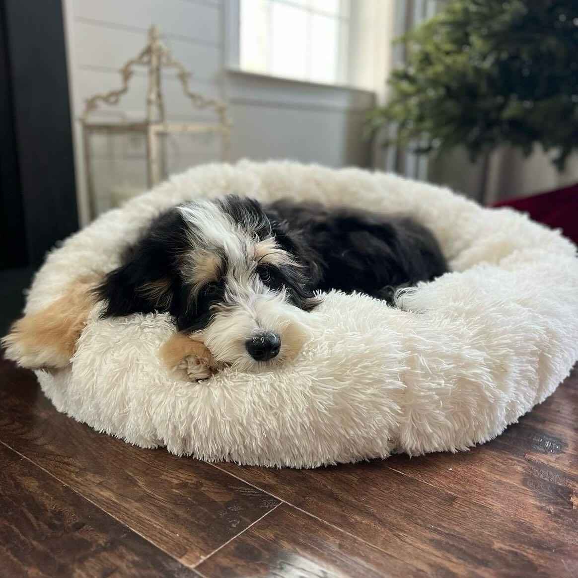 Mylo&rsquo;s cozy vibes on this rainy Sunday💧Make sure to send us your favorite furry client selfie for the chance to be featured on our page! 

