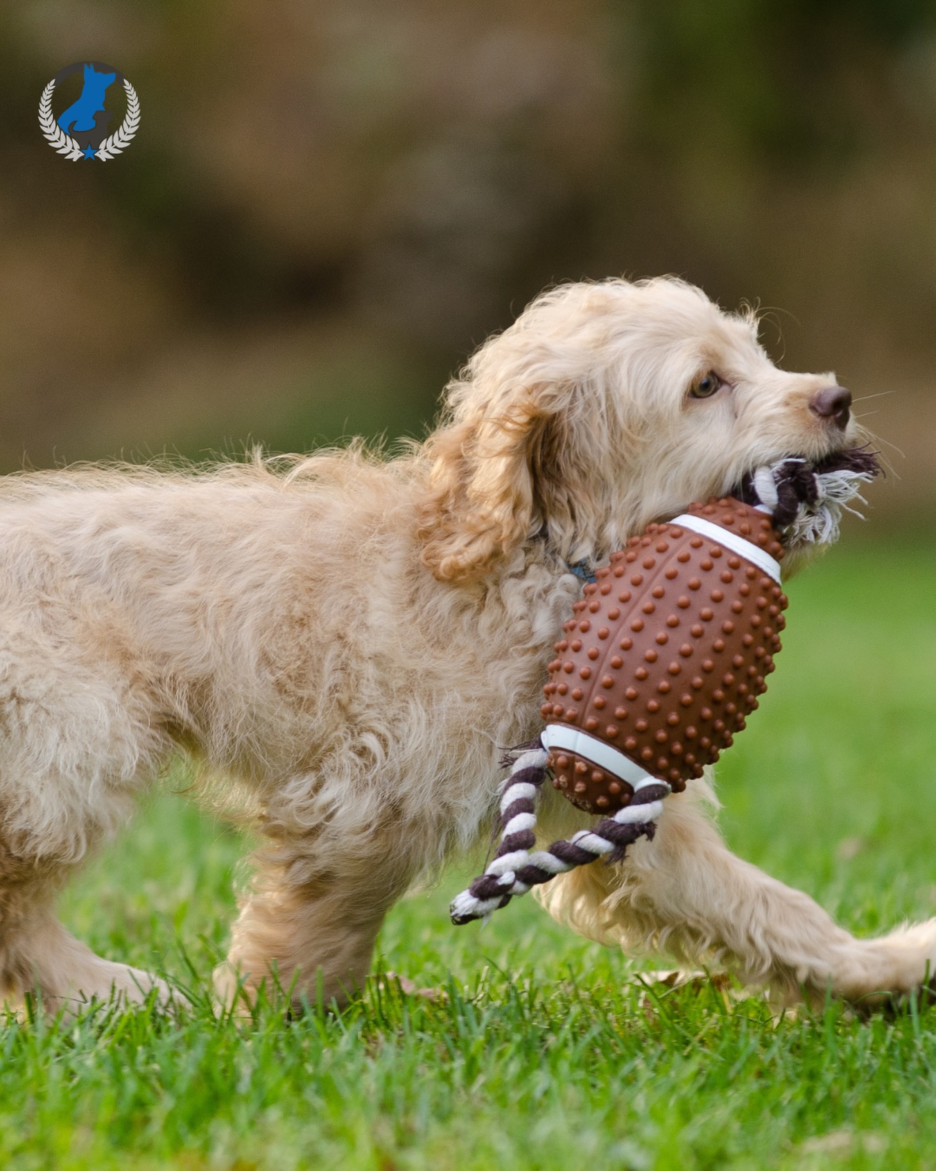 It&rsquo;s game time 🏈🐶 Comment below which team you&rsquo;re rooting for! 


