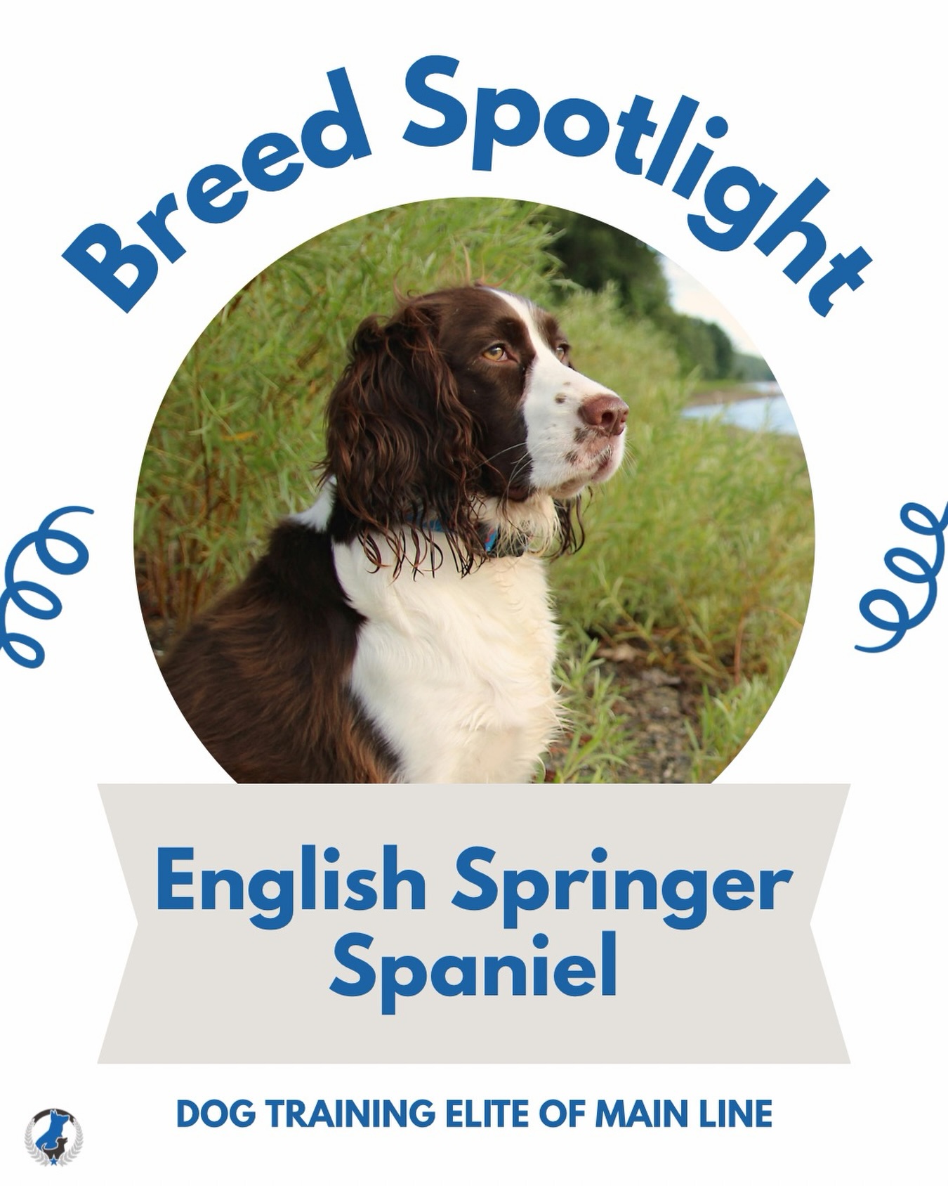 Breed Spotlight: English Springer Spaniel 🤎 These pups are energetic and always ready for an adventure! English Springer Spaniels are known for their desire to be part of the action. They are intelligent sporting dogs who thrive on both physical activity and mental stimulation! 

Do you have an English Springer Spaniel? We&rsquo;d love to hear about it! Tell us your favorite Springer story in the comments below. 