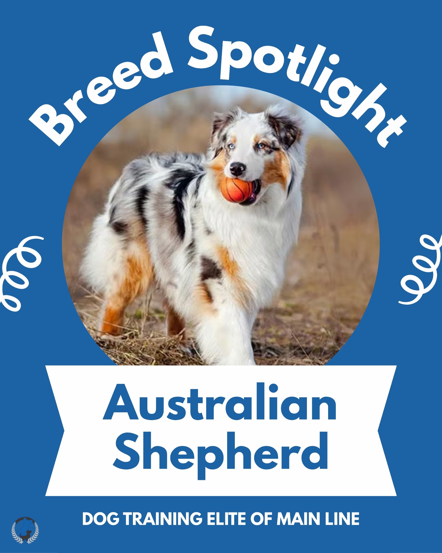 Breed Spotlight: Australian Shepherd! 🐾 Smart, energetic, and incredibly loyal, Australian Shepherds are known for their strong work ethic and love of activity. Originally bred for herding, these dogs thrive when they have a job to do and plenty of mental and physical stimulation. With their striking coats and bright personalities, Aussies make devoted companions who love being part of the action. 

Do you have an Australian Shepherd? Tell us your favorite Aussie story below!👇

