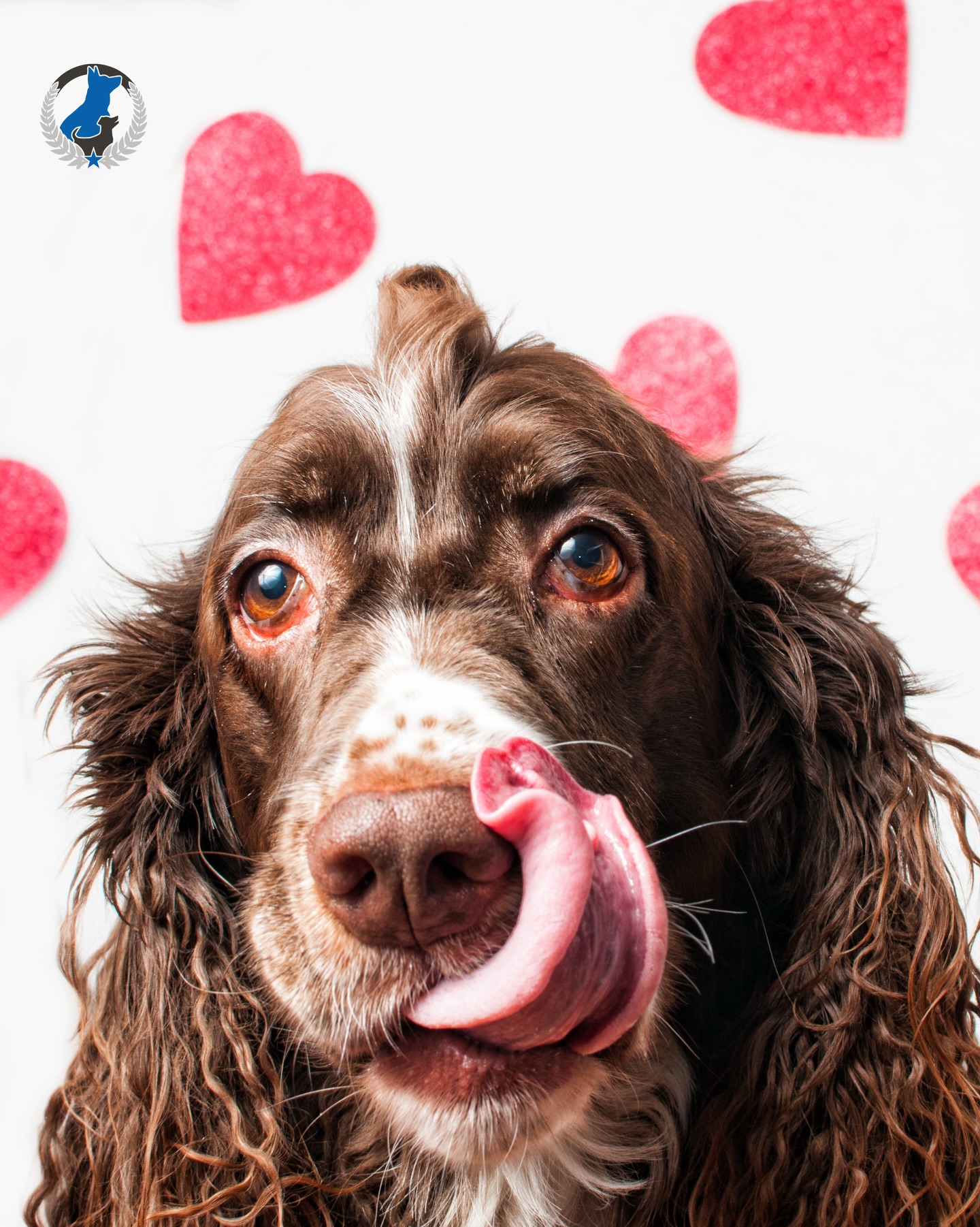 Valentine&rsquo;s Day loading &hellip; 💘🐶 We want to see your little furry Valentines! Tag us @dogtrainingelitemainline to be featured. 🐾

