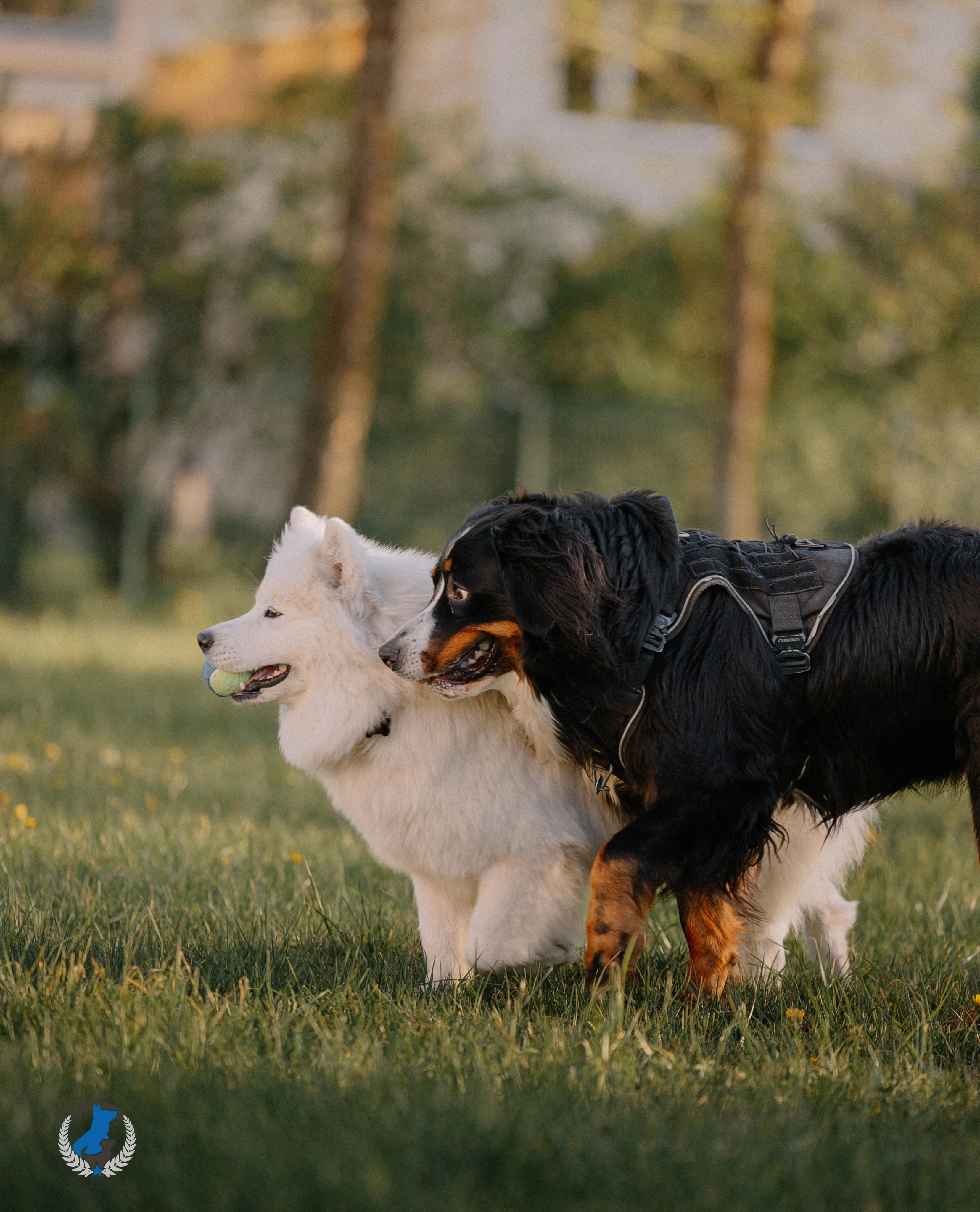 Here&rsquo;s to our special four-legged friends this National Dog Week! As the week comes to an end, make sure to give your dog some extra love and an extra treat today for all the joy they bring to our lives. 💙 