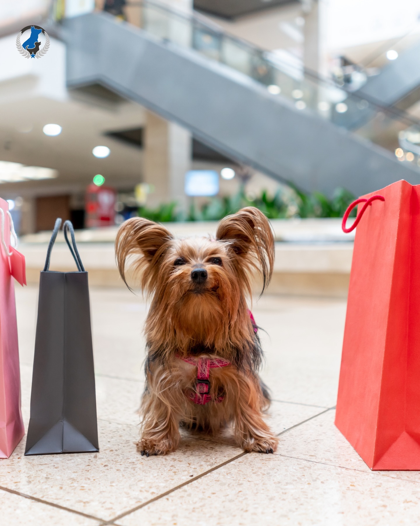 Happy Black Friday! 🛍️ Who&rsquo;s out grabbing deals today? Drop a pic of your shopping buddy (aka your pup) in the comments 🐾

