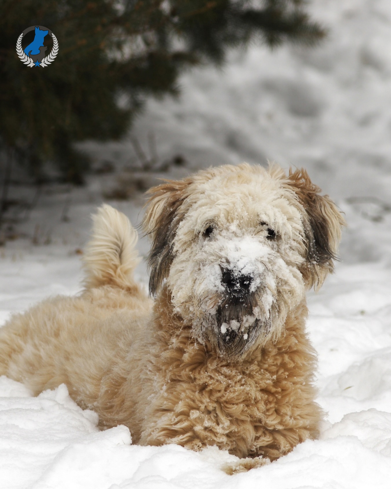 Even though your pup looks adorable exploring the snow &hellip; cold temperatures, icy ground, and strong winds can be tough on dogs, especially short-coated breeds or those with sensitive paws like Italian Greyhounds, Chihuahuas, and Whippets 🚨🐾.

Cold-weather breeds like Huskies, Bernese Mountain Dogs, and Malamutes also face risks in extreme conditions. That&rsquo;s why taking the right precautions matters for every dog!

Check out our pinned post for tips to keep your pup safe and healthy this winter. 📌❄️

