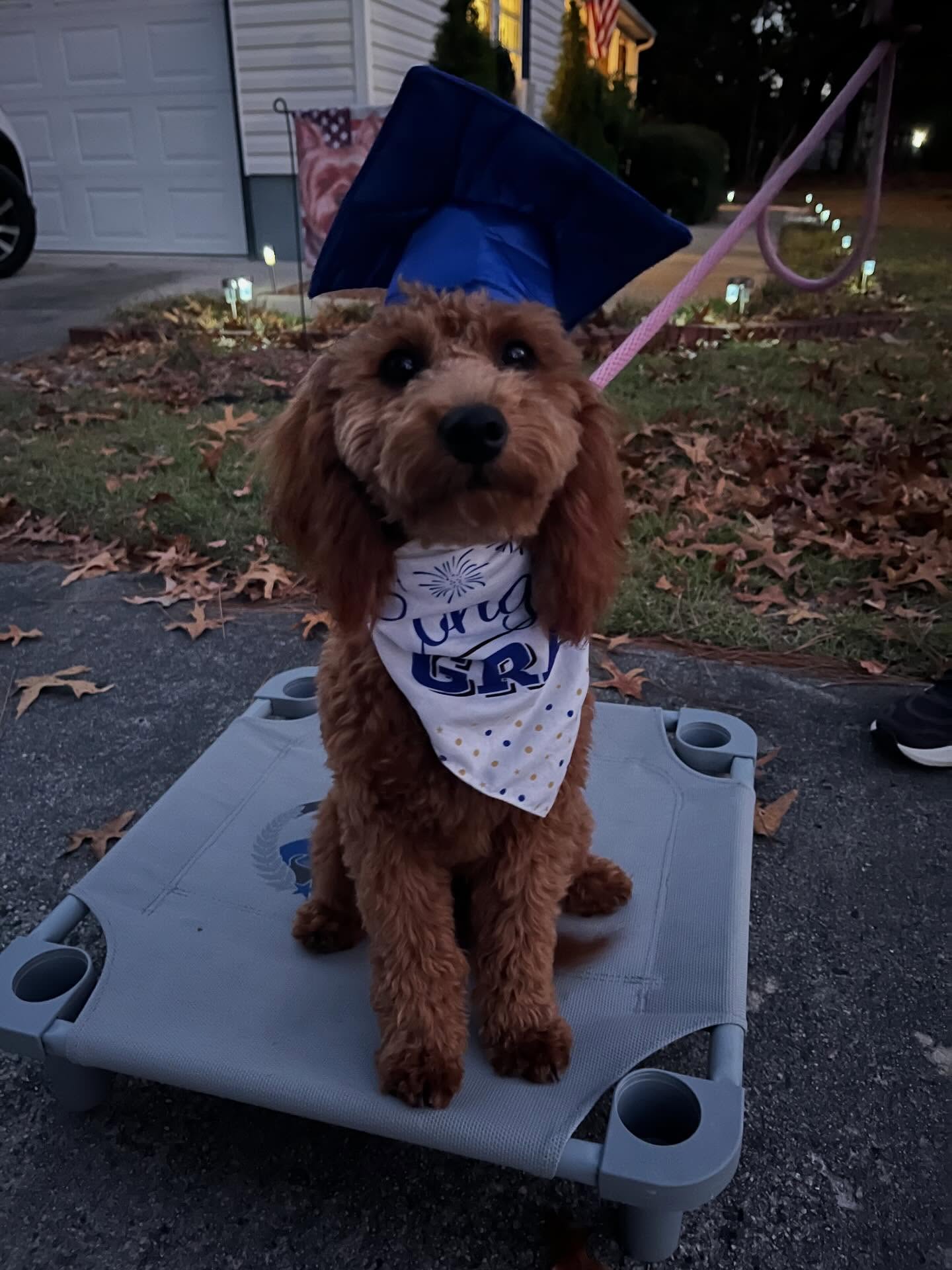 Congratulations to Rosie for graduating our Platinum program! 🎉🎉🎉🐾