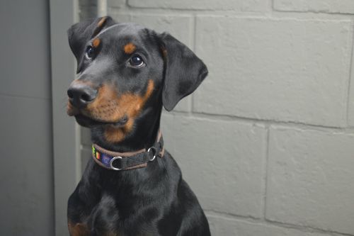Dog Training Elite has expert dog trainers near you in Minneapolis / St. Paul that are experienced in a variety of positive training methods for Dobermans.