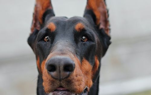 Dog Training Elite offers expert Doberman dog training services near you in Atlanta.