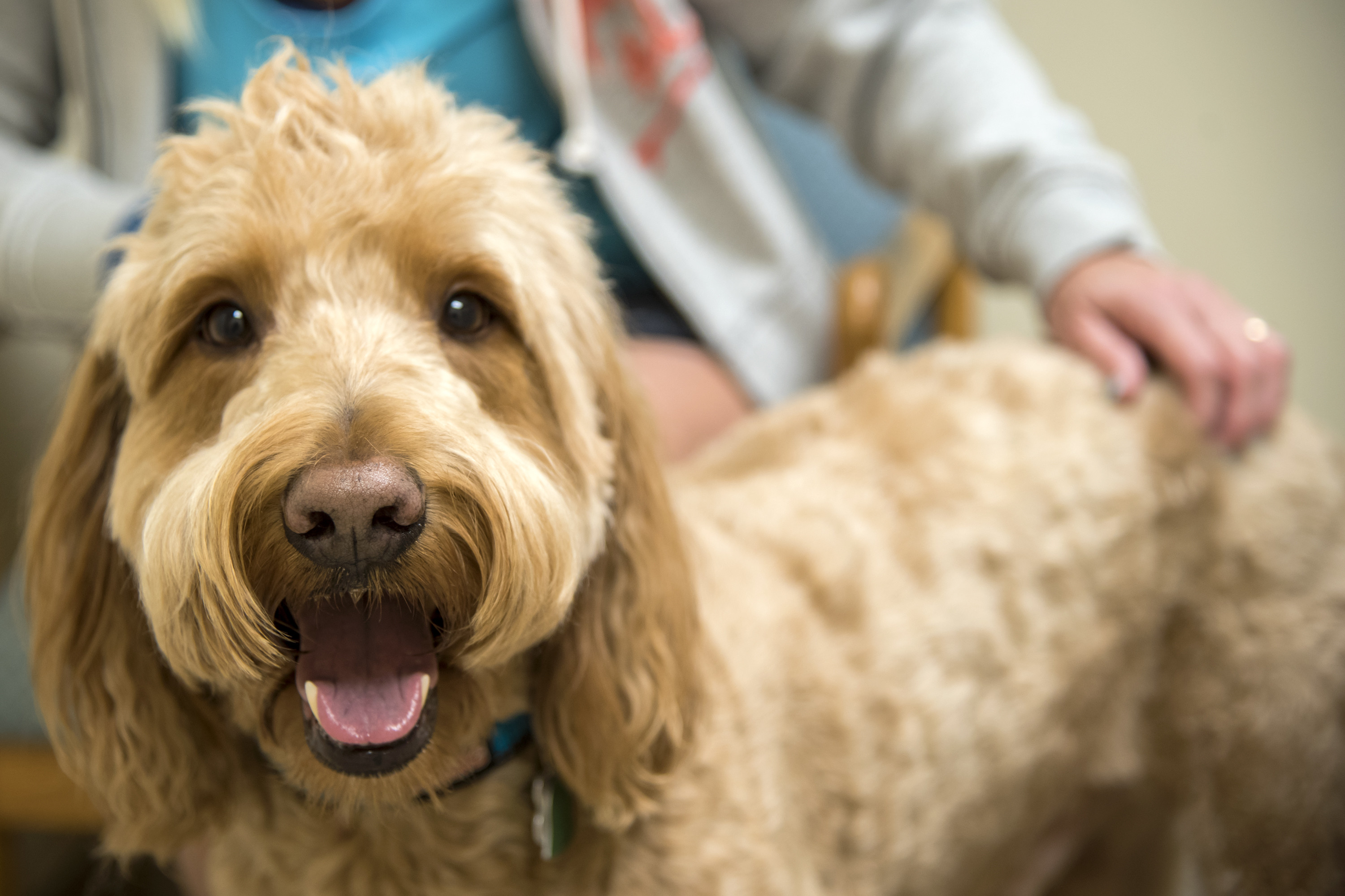 hygiene is crucial for summer months be sure to get your pup clean like this cute golden doodle - tips from Dog Training Elite