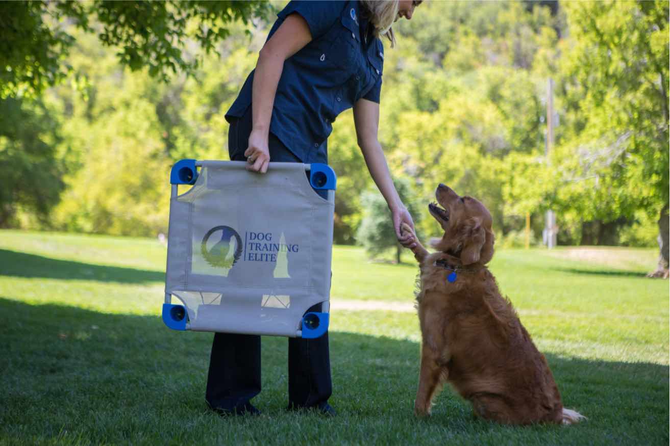 2023 is the Year for Dog Training Elite Pet Franchise