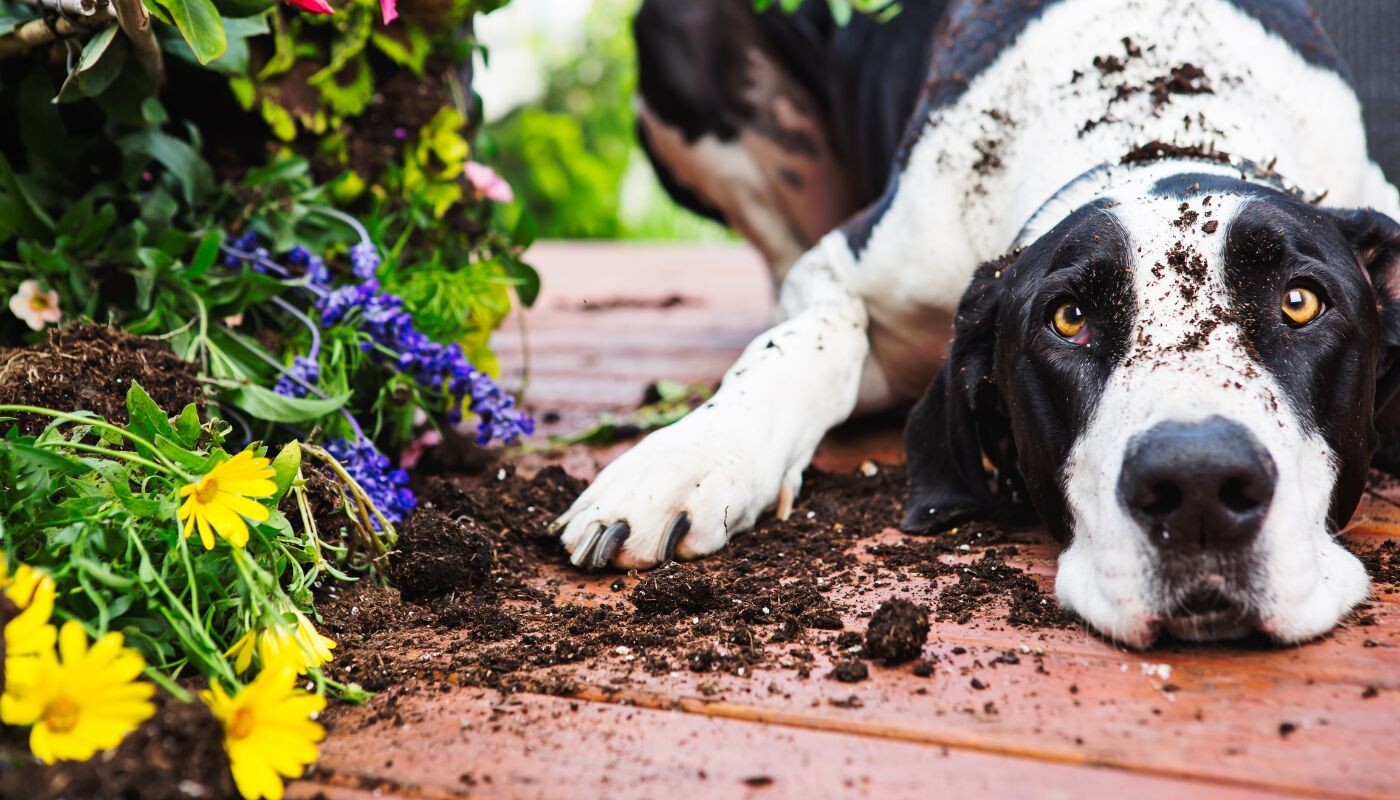 Toxic Plants to Avoid: Keeping Your Canine Companions Safe in the Garden