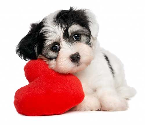 Valentine's Day with your Dog