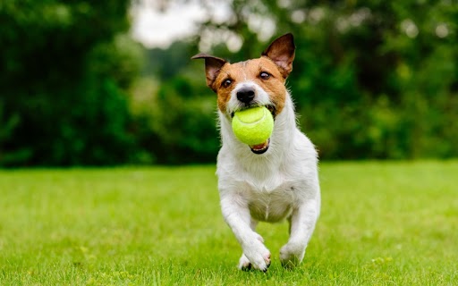 Five Ideas for Getting Your Dog Active This Spring