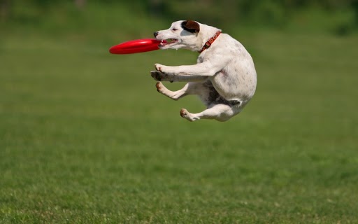 The experts at {fran_location_name} believe that discs and frisbee's are great toys to help train your dog.