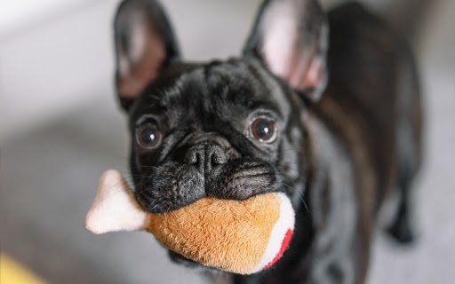 Plush toys are a great, quiet toy to give your dog for early training before enrolling in a professional course at your local Dog Training Elite in Katy, TX.