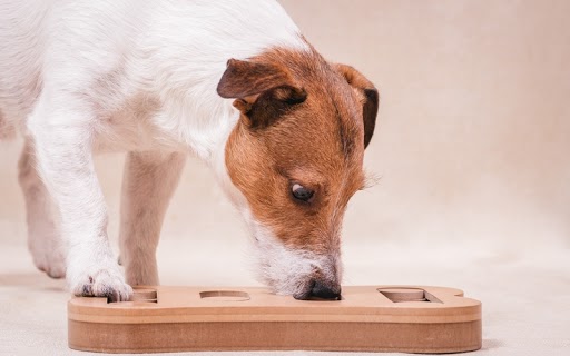 Keep your dogs mind sharp with complex toys, visit your local Dog Training Elite today to learn more.