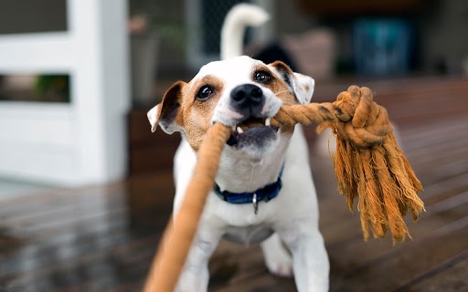 The staff at {fran_location_name} believe that ropes are a fantastic toy to help train your dog while having fun.