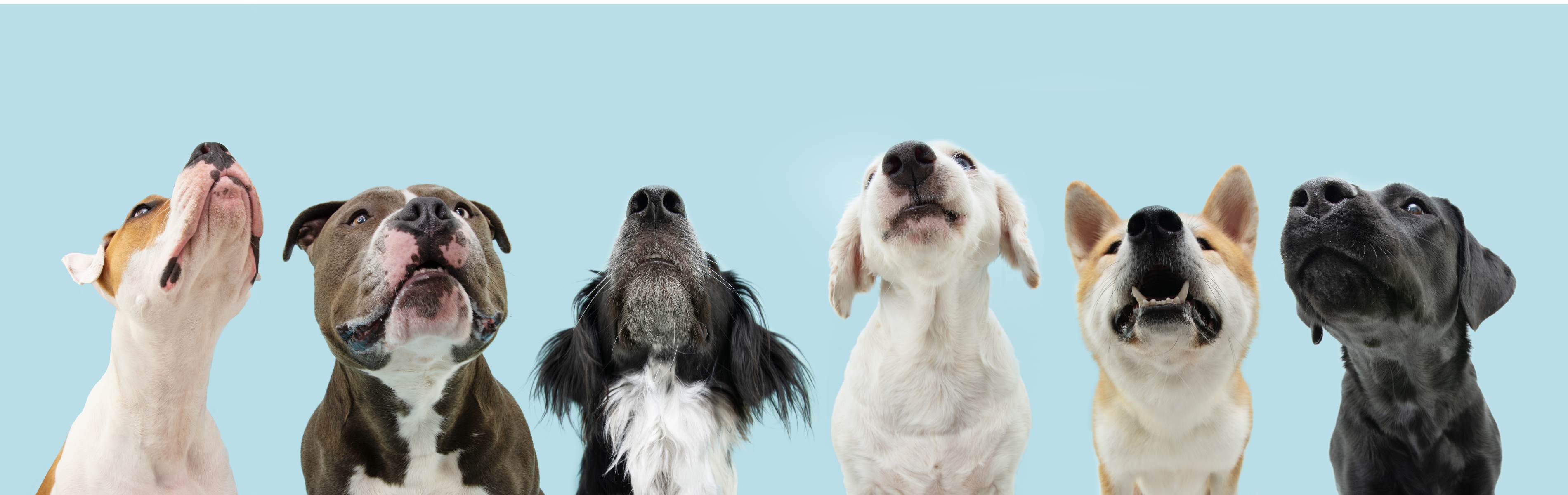 A line-up of well-trained dogs howling for their picture with Dog Training Elite - get acton dog training today!