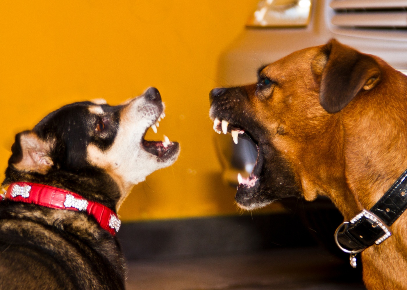 Two dogs aggressively barking at each other. Are you in need of dog behavior modification training for your dog? Contact Dog Training Elite of Southwest Florida today.