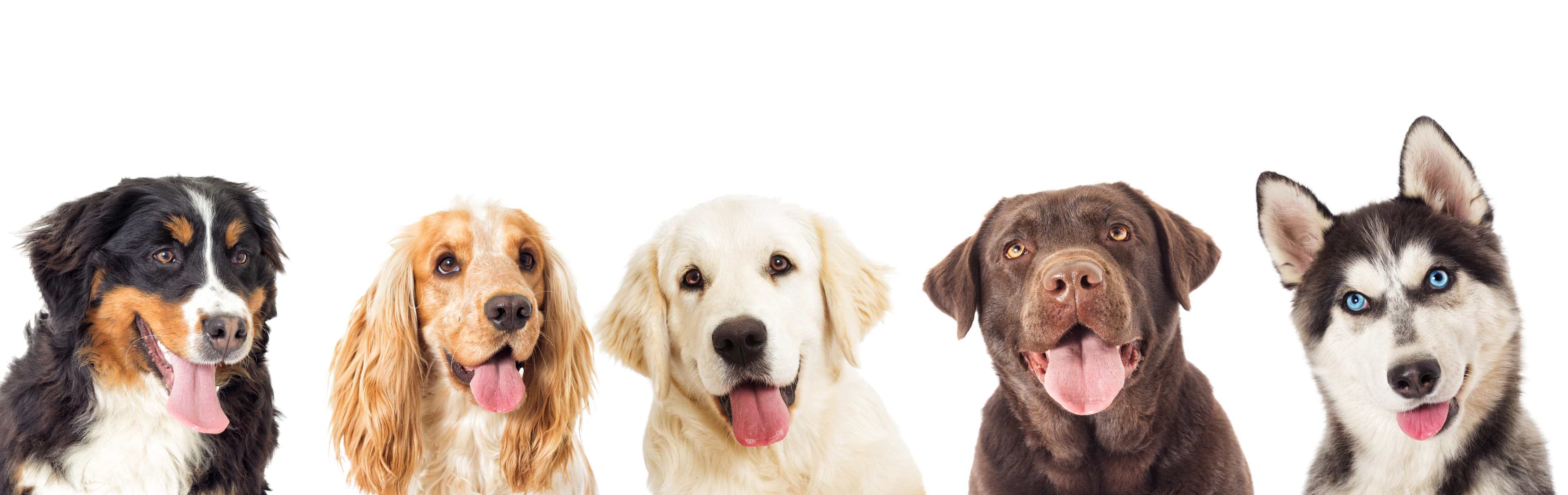 A group of different breeds of dogs - perfect for Dog Training Elite to train.