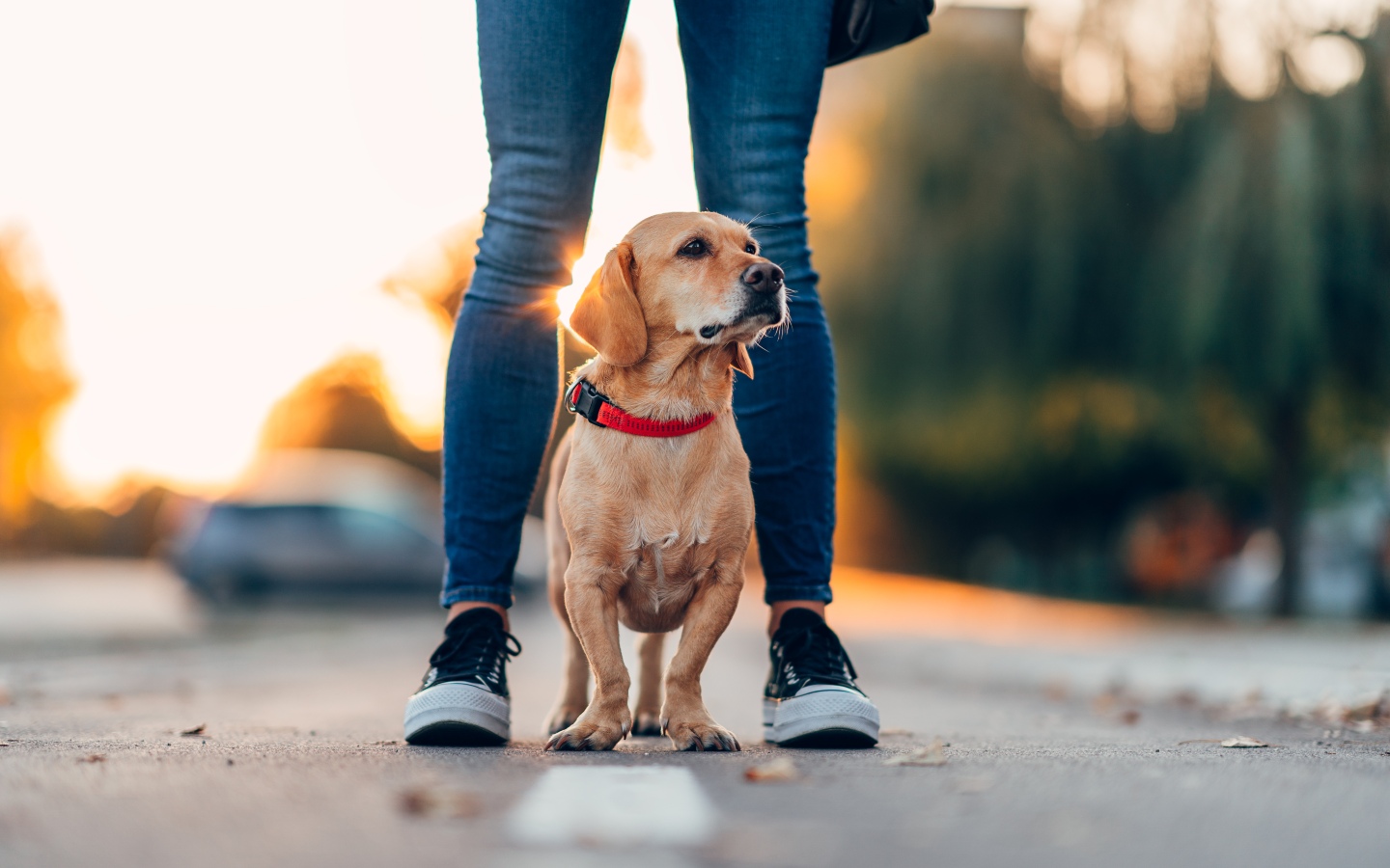 A puppy standing on the sidewalk with their owner - learn the importance of summertime safety for dogs and protecting their paws from ashphalt heat with Dog Training Elite Katy.