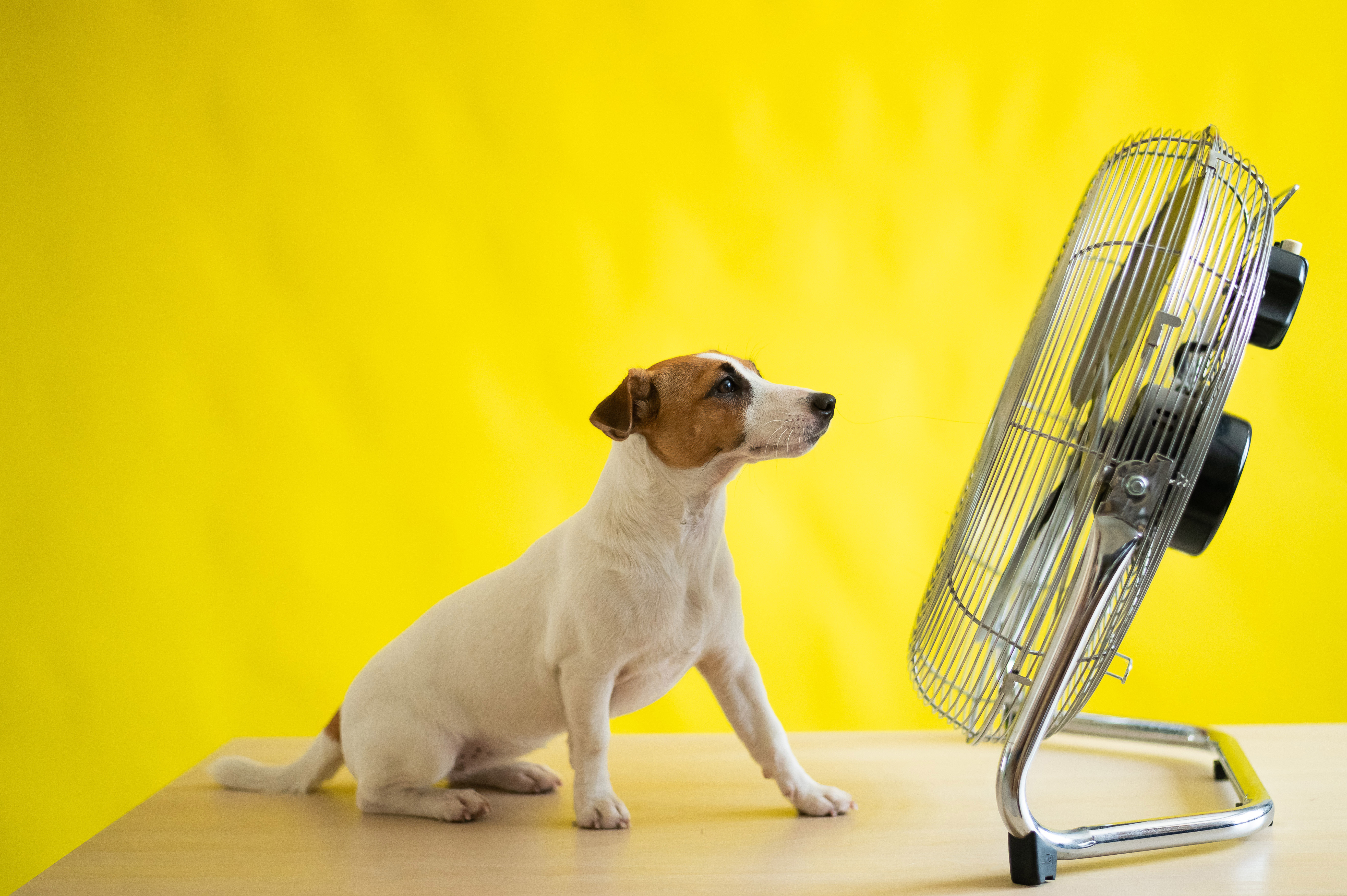 A dog standing in front of a fan - keep you pet safe this summer with expert tips from Dog Training Elite in Boston, MA!