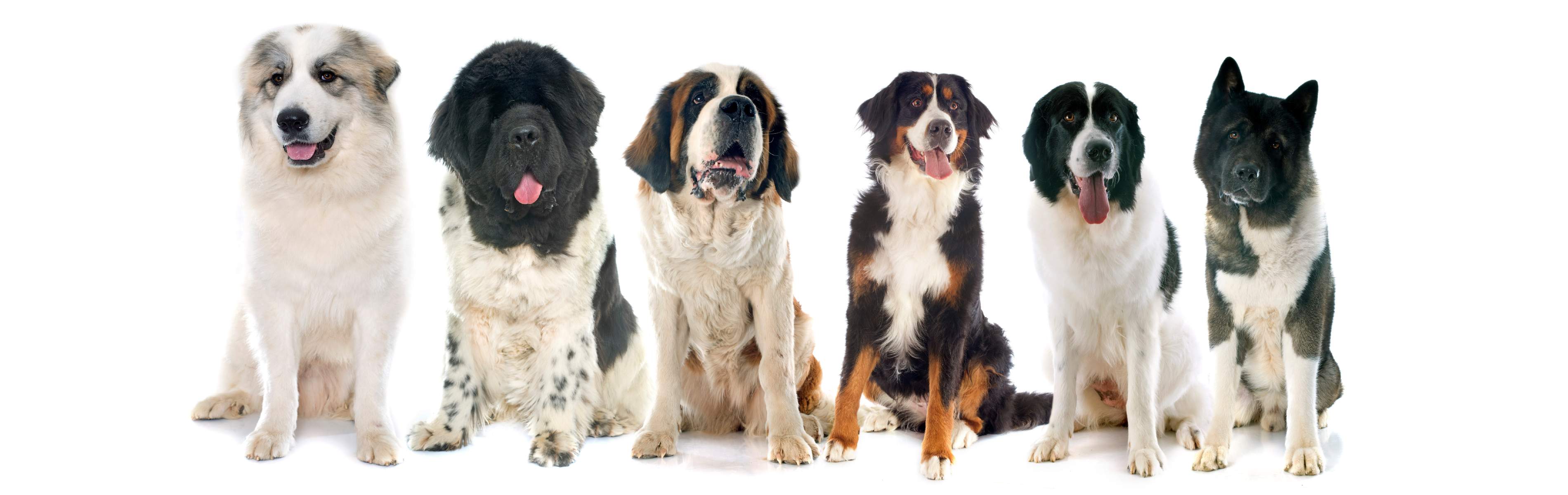 A line-up of obedient dogs trained by Dog Training Elite - contact boxborough for expert dog training today!