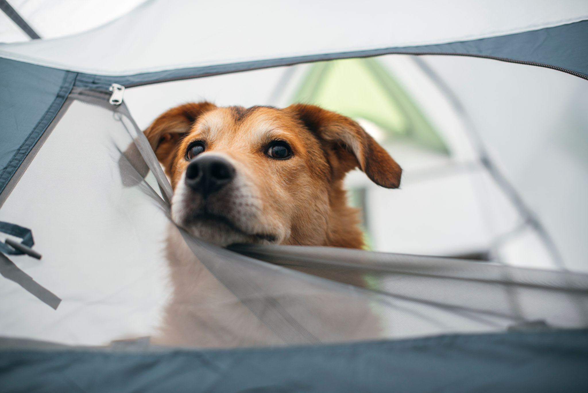 An image of a pup in a tent - keep them safe this year with these tips from Dog Training Elite.