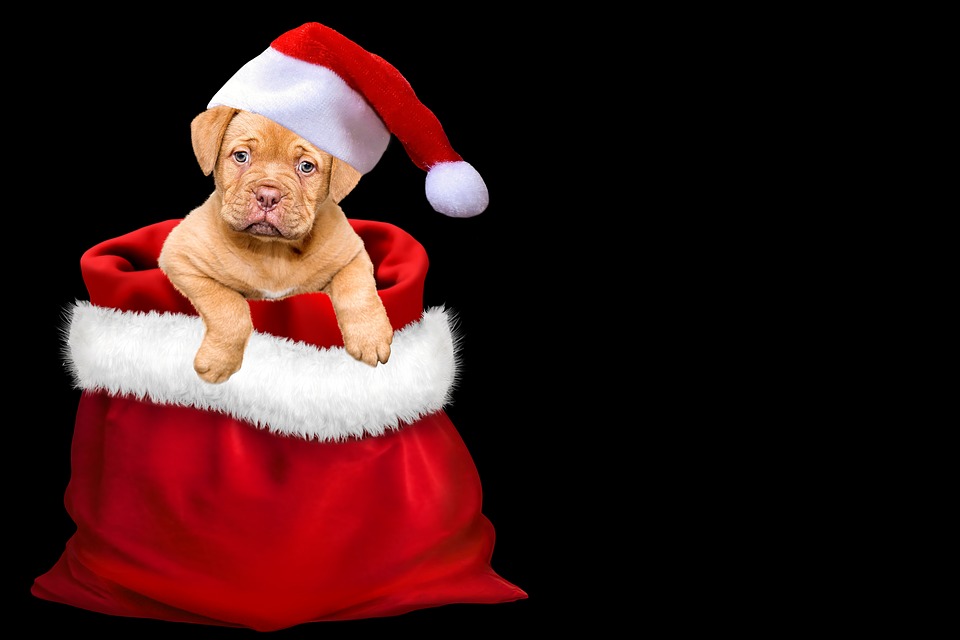 How to Prepare Your Dog for the Holiday Season