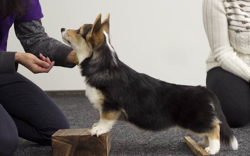 Corgi puppy at a dog class - Dog Training Elite.