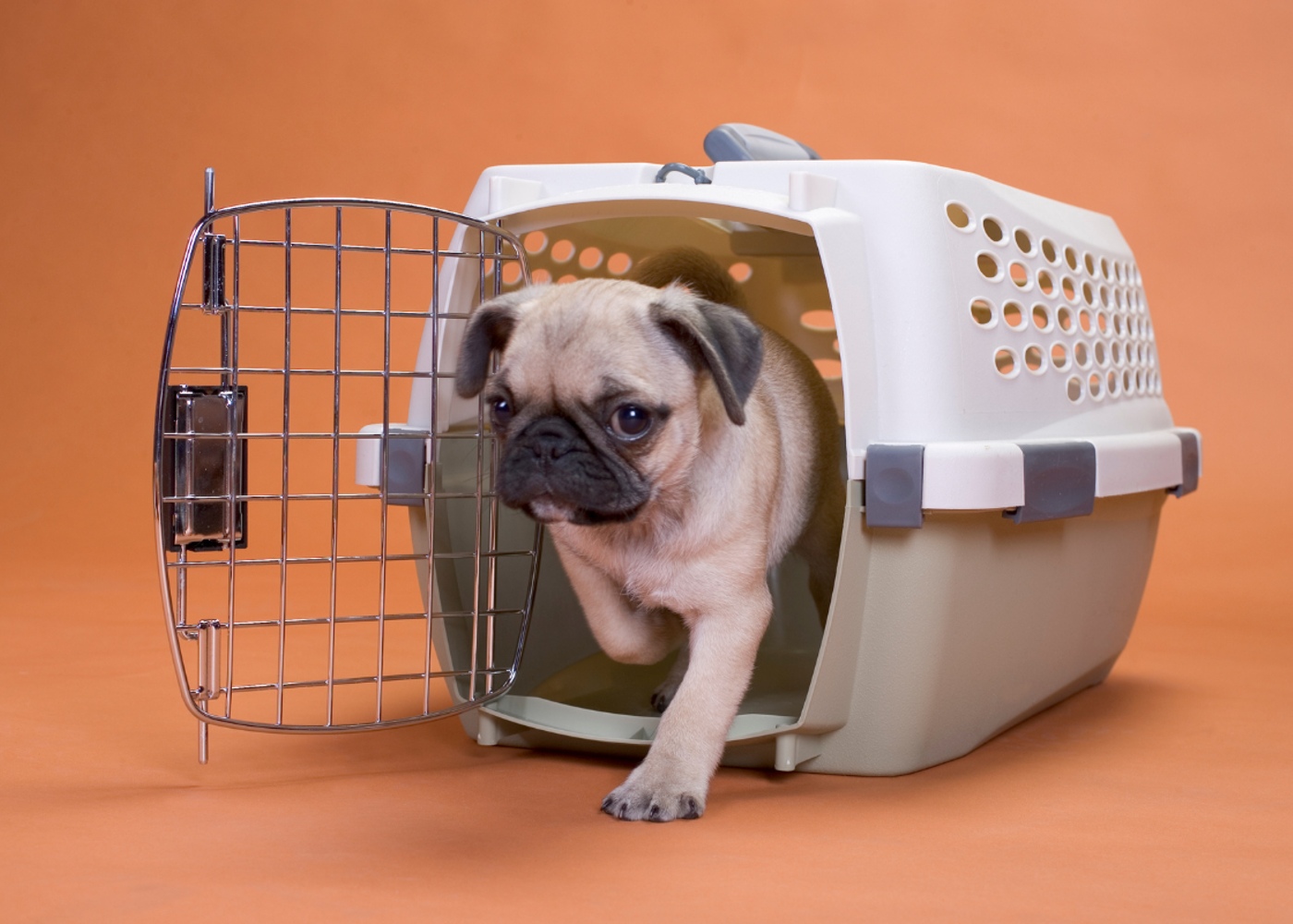 A happy pug exiting its crate after recieving Dog Training Elite of Southwest Florida crate training.