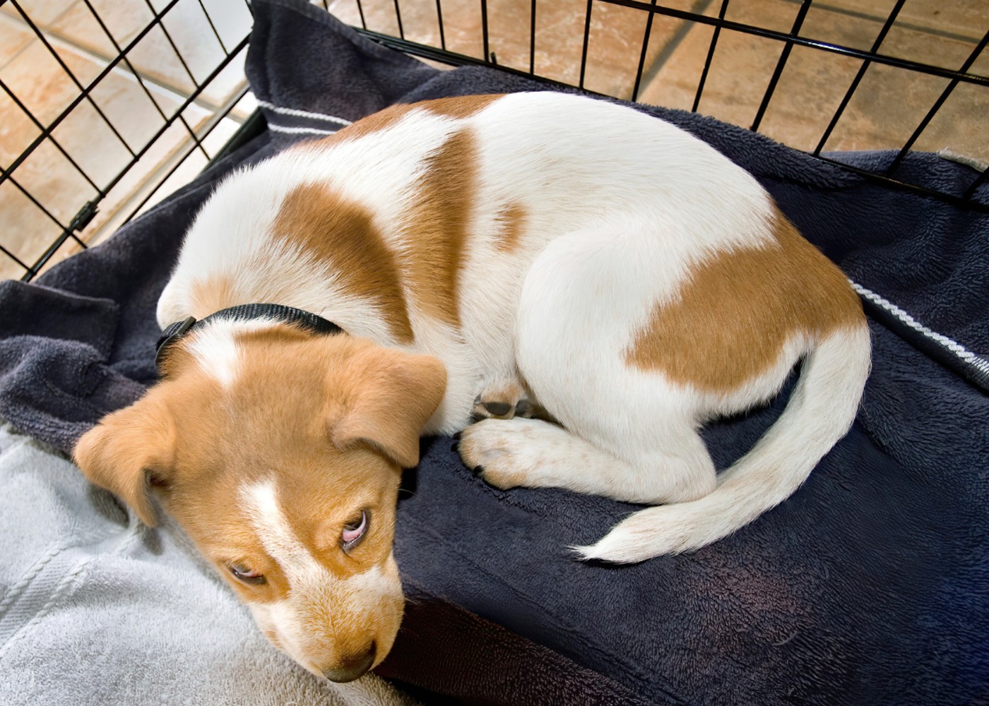 A dog snuggled up calmly in their crate after receiving crate training from Dog Training Elite of Southwest Florida.