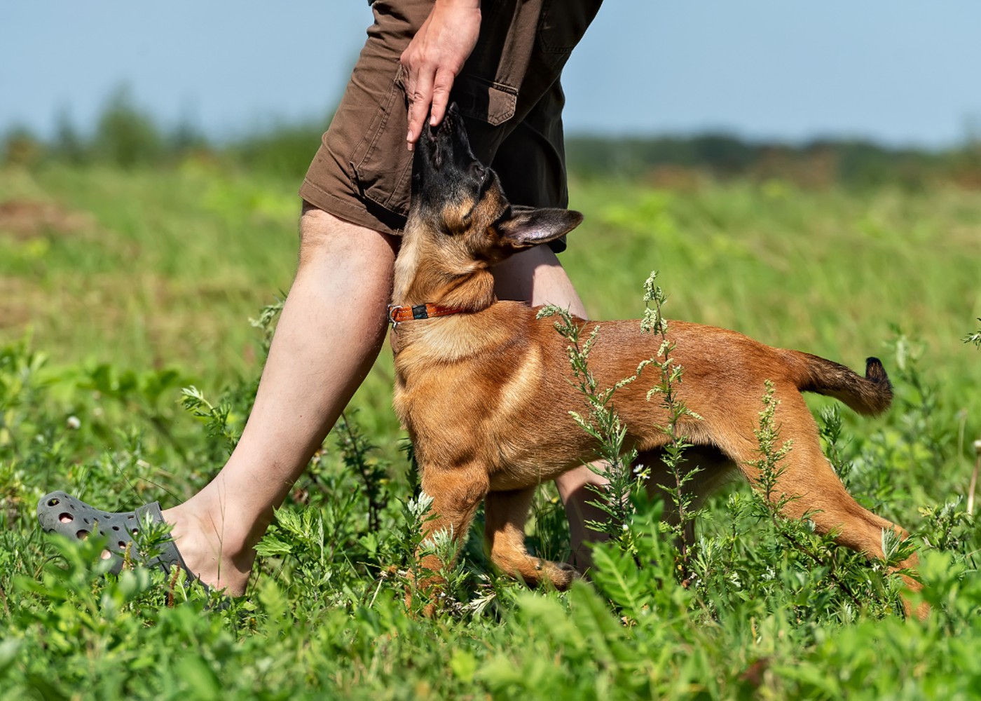 A dog and their owner together in a field - connect with your animal companion through dog training.