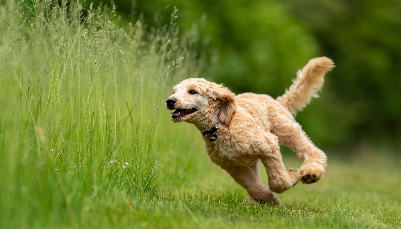 A dog curbing their destructive habits with excercise as they run outside.