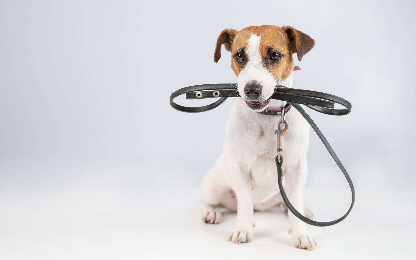 A pup holding their leash in their mouth - keep your pup leashed halloween need and get professional training with Dog Training Elite in Fitchburg / Leominster, MA.