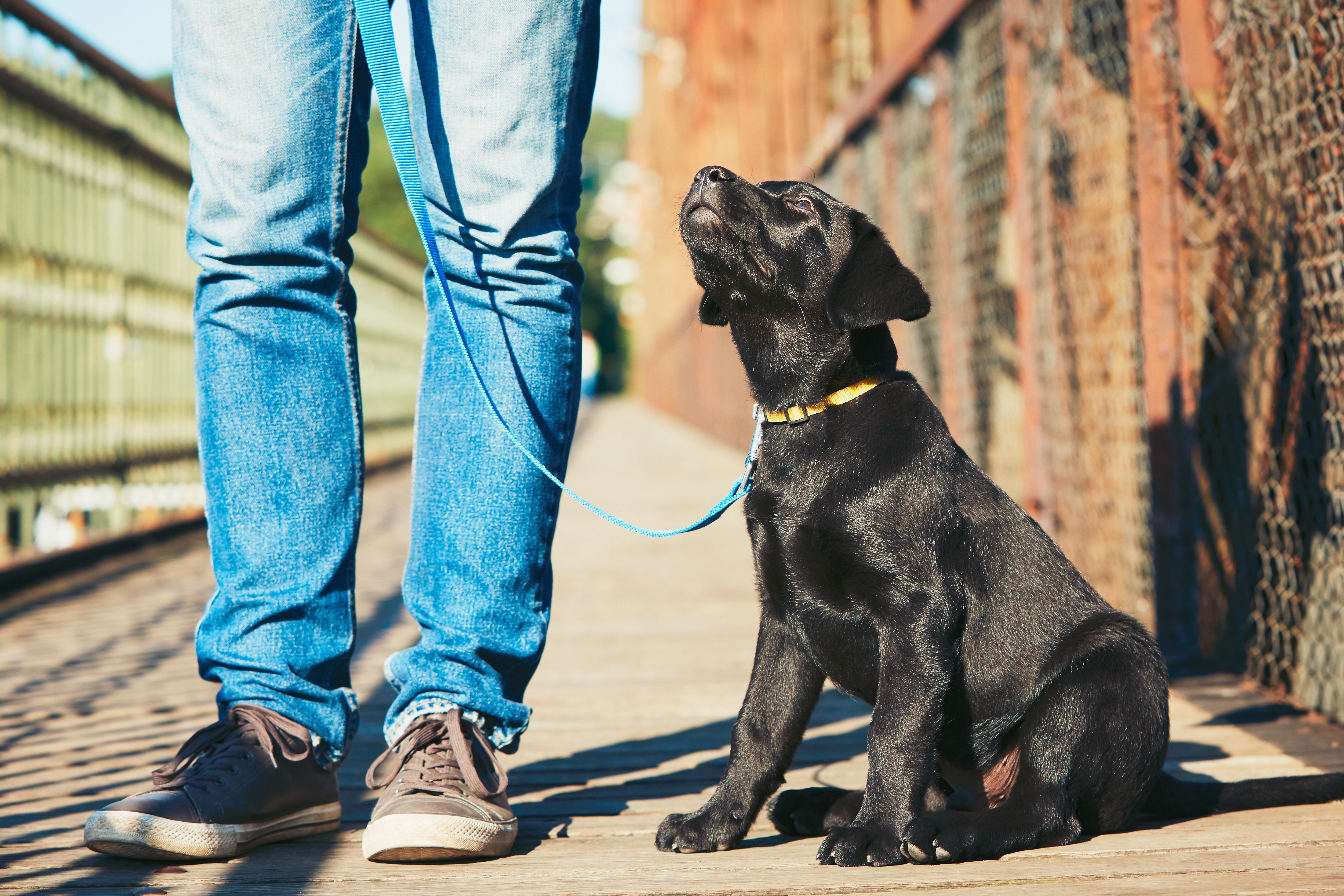 A puppy and their owner on a walk outdoors - get custom dog training for reactive and aggressive dogs with Dog Training Elite in Katy, TX.