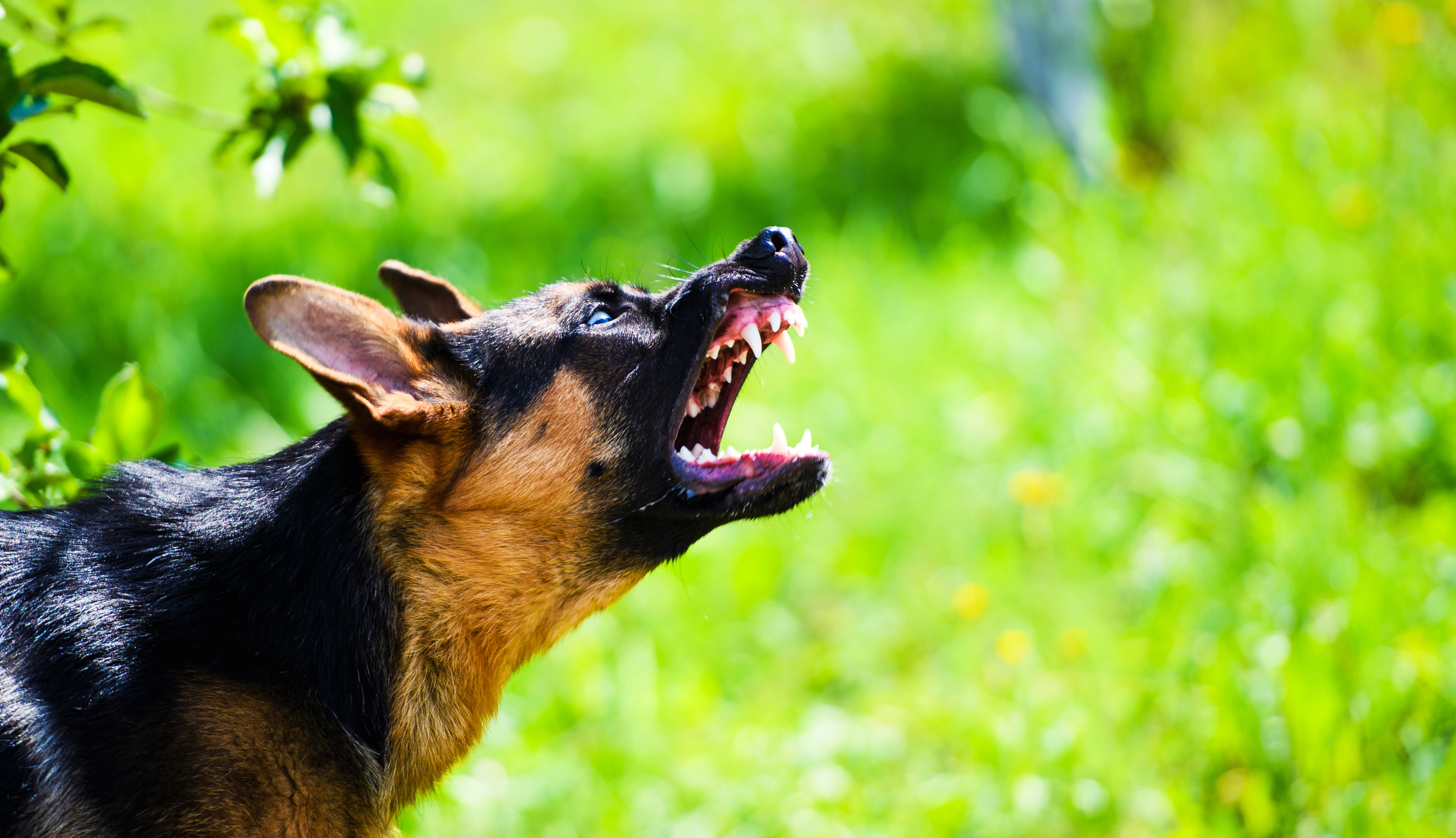 A dog showing aggressive behavior - understand aggressive dogs and get professional training with Dog Training Elite Katy.